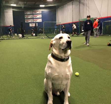 Our company mascot, Duke the Golden Retriever